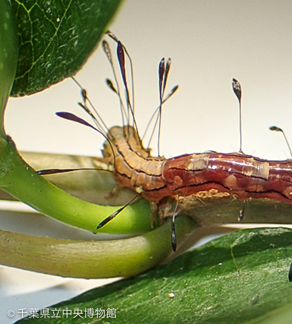 先が太く扁平なニジオビベニアツバの幼虫の毛